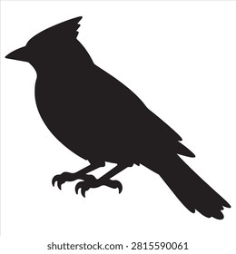 A black blue jay
