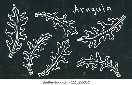 Black Board Background. Set of Arugula Rucola, Rocket Salad Fresh Green Leaves. Aromatic Herb. Fresh Cooking Salad Ingredient. Hand Drawn Illustration. Savoyar Doodle Style.