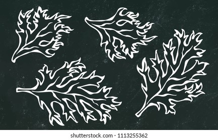 Black Board Background. Set of Green Curley Parsley Leaves. Background With Aromatic Herb. Fresh Cooking Salad Ingredient. Hand Drawn Illustration. Savoyar Doodle Style.