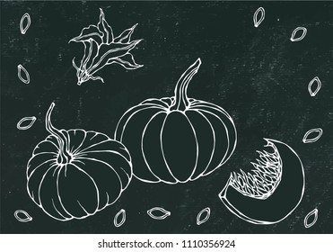 Black Board Background. Vegetable Pumpkin Plant with Leaves Flower and Seeds. Realistic Hand Drawn Illustration. Savoyar Doodle Style.
