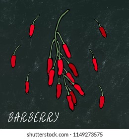 Black Board. Barberry Red Berries Bunch. Autumn or Fall Harvest Collection. Realistic Hand Drawn High Quality Vector Illustration. Doodle Style.