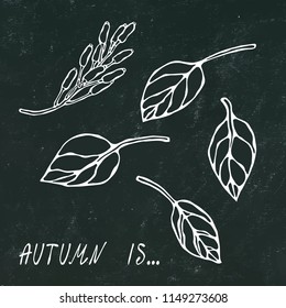 Black Board. Barberry Red Berries Bunch and Leaves. Autumn or Fall Harvest Collection. Realistic Hand Drawn High Quality Vector Illustration. Doodle Style.