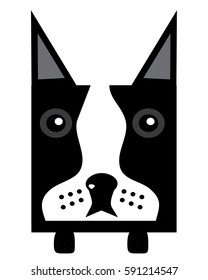 Black Boston Terrier