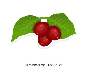Black branch of coffee tree with leaves and natural coffee beans