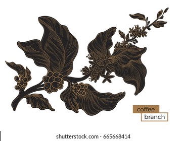 Black branch of coffee tree with leaves and natural coffee beans. Golden hatching. Organic product. Silhouette, shape. Botanical illustration. Vector isolated on white background eps.10