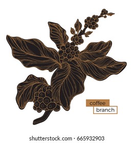 Black branch of coffee tree with leaves and natural coffee beans. Golden hatching. Organic product. Silhouette, shape. Botanical illustration. Vector isolated on white background eps.10
