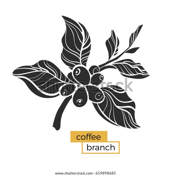 コーヒーの木の黒い枝で 葉と天然のコーヒー豆が入っている シルエット シェイプ 植物イラスト 白い背景にベクター画像シンボルeps 10 の ベクター画像素材 ロイヤリティフリー