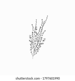 black branch on white background doodle in vector