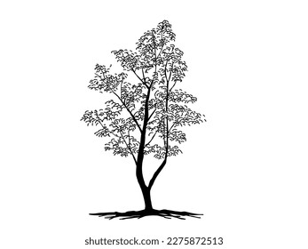 Black Branch Tree or Naked trees silhouettes. Hand drawn isolated illustrations.