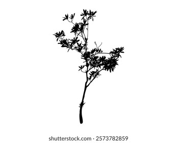 Black Branch Tree or Naked trees silhouettes. Hand drawn isolated illustrations.