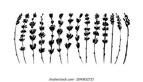 Ramas negras de la colección vectorial de lavanda. Prisiones florales dibujadas a mano. Conjunto de hojas y ramas de siluetas negras. Follaje de lavanda, hierbas. Elementos de tinta vectorial aislados en fondo blanco.