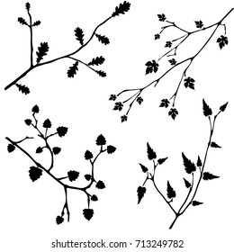 Black branches with leaves on white background
