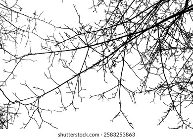 Black branches tree isolated on white. Dead tree without leaves. Black and white trees silhouettes. Abstract background. Bare branches trees in winter. Branch pattern texture. Vector, EPS 10.