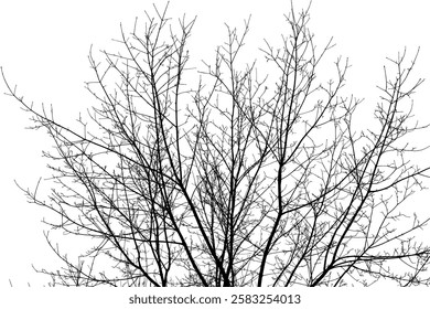 Black branches tree isolated on white. Dead tree without leaves. Black and white trees silhouettes. Abstract background. Bare branches trees in winter. Branch pattern texture. Vector, EPS 10.