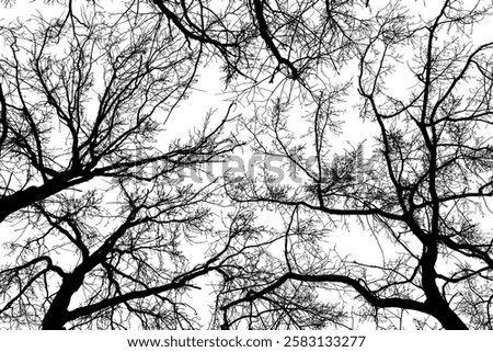 Black branches tree isolated on white. Dead tree without leaves. Black and white trees silhouettes. Abstract background. Bare branches trees in winter. Treetops pattern texture. Vector, EPS 10.