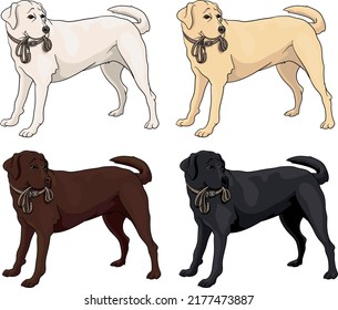 Negro, marrón, chocolate, crema, perro labrador blanco, vector, cazador, recuperador dorado, esperando un paseo con una correa en los dientes, parado en la puerta, dibujo, ilustración, tosa, adopción,