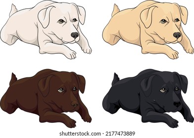 Black, brown, chocolate, cream, white labrador dog, vector, hunter, golden retriever, dog lies waiting, hunts, growls, drawing, illustration dog