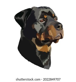black brown dog portrait vector on white background