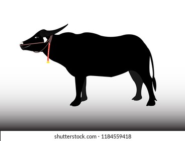  Black buffalo on white background
