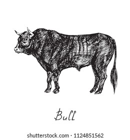 Black bull profile standing, hand drawn ink doodle, sketch, vector black and white illustration