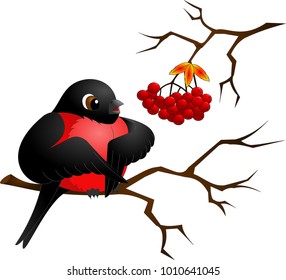 black bullfinch on a branch