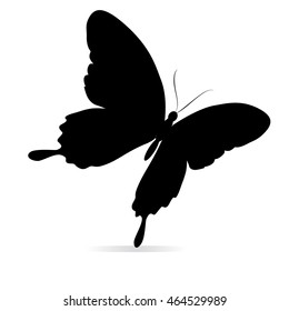 black butterflies,isolated on a white