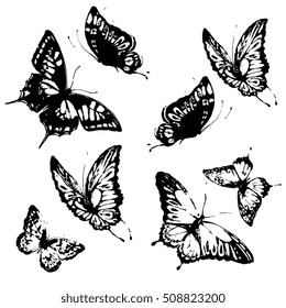 black butterflies,isolated on a white 