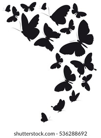 black butterflies,isolated on a white