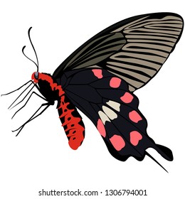 black butterfly isolated