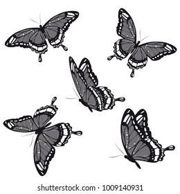black butterfly, isolated on a white
