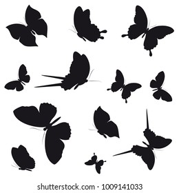 black butterfly, isolated on a white