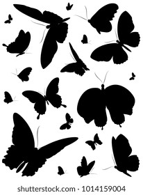 black butterfly, isolated on a white