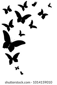 black butterfly, isolated on a white