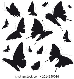 black butterfly, isolated on a white