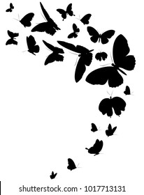 black butterfly, isolated on a white