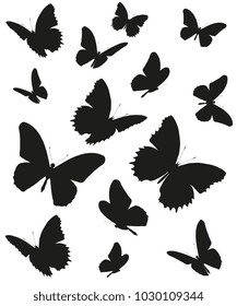 black butterfly, isolated on a white