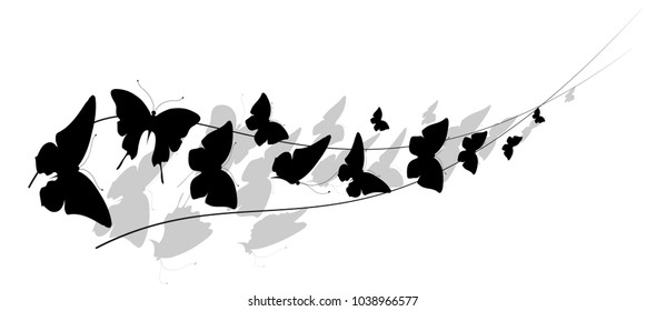 black butterfly, isolated on a white