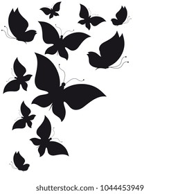 black butterfly, isolated on a white