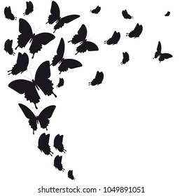 black butterfly, isolated on a white