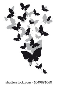black butterfly, isolated on a white