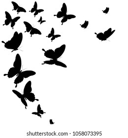 black butterfly, isolated on a white