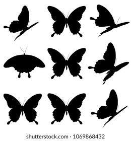 black butterfly, isolated on a white