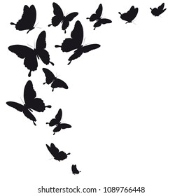 black butterfly, isolated on a white