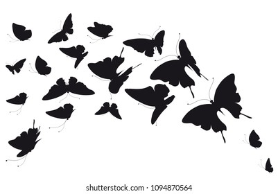 black butterfly, isolated on a white