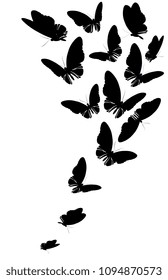 black butterfly, isolated on a white