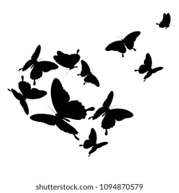 black butterfly, isolated on a white