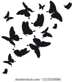 black butterfly, isolated on a white