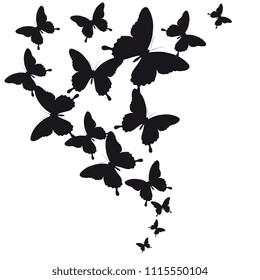 black butterfly, isolated on a white