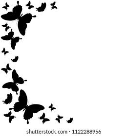 black butterfly, isolated on a white