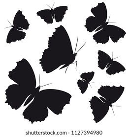 black butterfly, isolated on a white